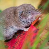 Studien zum Borna-Virus werden vorgelegt