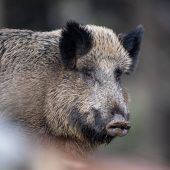 Der Jagdverband