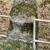 Die Kraft der Natur als Vorbild