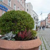 Bananenstauden und Olivenbäume dürfen ins Winterlager