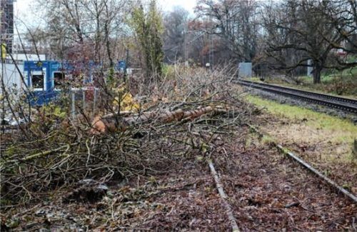 Auch am Bahnübergang an der Haßlerstraße mussten Bäume für Evakuierungsstreifen weichen. Zudem waren sie vom Eschentriebsterben befallen. Fotos  Riediger