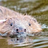 Biberkopf im Gefrierschrank