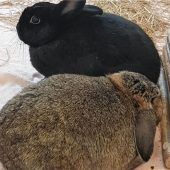 Stups und Knuddel – Eine echte Kaninchenfreundschaft