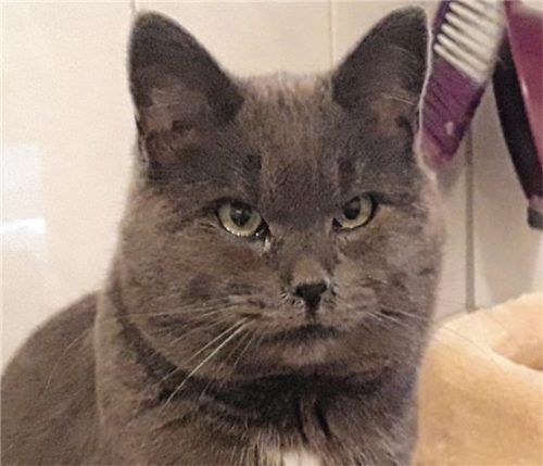 Der Kater Seppi wartet derzeit im Tierheim Ostermünchen auf einen Tierfreund, der ihn liebevoll aufnimmt. Foto re