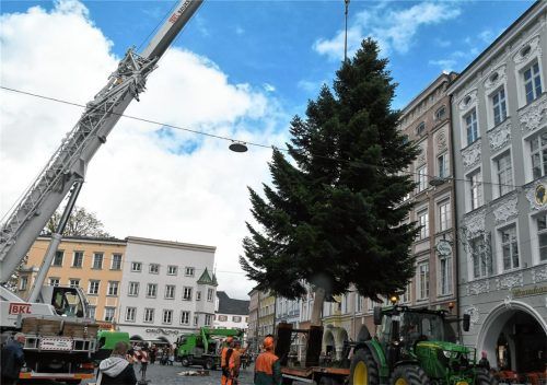 Mit großem Gerät wird der Christbaum auf dem Rosenheimer Max-Josefs-Platz aufgestellt. Fotos Schlecker