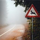 Wildunfälle: Vorsicht bei Dämmerung auf der Landstraße