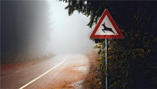 Nicht ohne Grund mahnt das markante Verkehrsschild mit dem stilisierten Rotwildtier zu besonderer Vorsicht. Foto Autoren-Union Mobilität/GTÜ