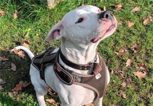 Selma ist eine kürzlich beschlagnahmte Dogo Argentino HündinFoto re