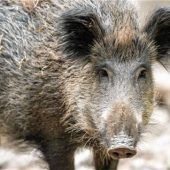 Landkreis erhöht Anreiz für verstärkte Jagd auf Wildschweine