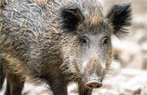 Wildschweine verursachen große Flurschäden.Foto DPA