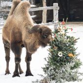 Tierische Vorfreude auf die Weihnachtstage