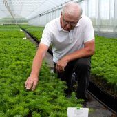 Der Lieblingsbaum der Deutschen