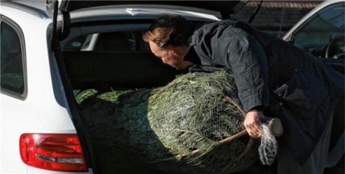 Damit der Weihnachtsbaum lange schön bleibt, muss er vorsichtig transportiert werden. Ihn ins Auto zu quetschen, ist keine gute Idee. Deshalb liefert Gärtner Paukert seine Tannen direkt vor die Haustür. Foto dpa/Fassbender