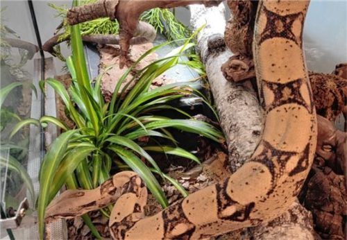 Die Boa constrictor Helga ist handsam und kann eine Größe von drei Metern erreichen. Foto re