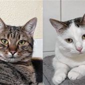 Willi und Wendolin suchen ihre Menschen