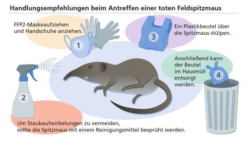 Die Grafik zeigt die Handlungsempfehlungen beim Antreffen einer toten Spitzmaus.klinger