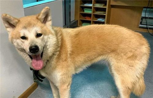 Die Polizei hat die Hündin ins Tierheim gebracht.Foto Verkehrspolizei Rosenheim