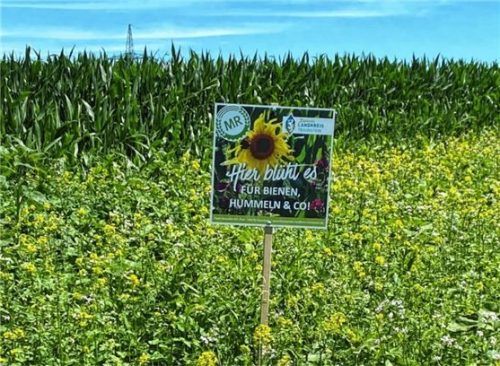 Für Bienen, Hummeln und andere Insekten – so sehen die Blühflächen im Landkreis Traunstein aus. Foto re