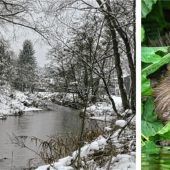 Schutzlosen Tieren droht der Kältetod