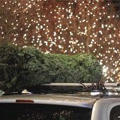 So reist der Weihnachtsbaum sicher