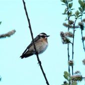 Braunkehlchen ist erneut Vogel des Jahres