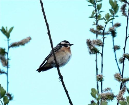 In Bayern sind die Singvögel vom Aussterben bedroht und nur noch regional verbreitet.Foto  almer