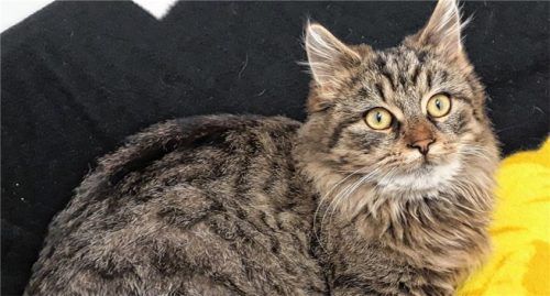 Kater Milu ist circa sechs Monate alt und sehr verschmust und verspielt. Foto re
