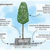 Hainbuchen statt Kugelrobinien