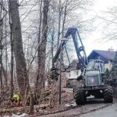 Zahlreiche Bäume müssen im Auwald gefällt werden