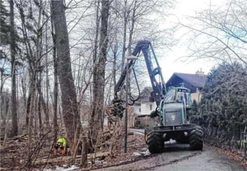Um die kranken Bäume an der Mangfall zu fällen, wird schweres Gerät eingesetzt.Foto Archiv Hübner