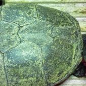 Wasserzwergin Walli sucht Anschluss