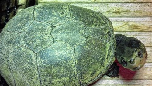 Wasserschildkröte Walli sucht ein neues Aquarium.Foto re