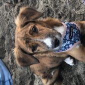 Hund sorgt für Aufregung am Flughafen