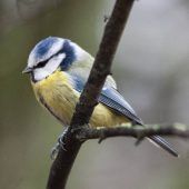 Auch den Rest der Tierwelt bringt das warme Wetter durcheinander