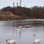 Geflügelpest erreicht München