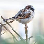 Der Spatz gewinnt