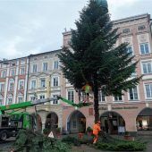 Das Ende eines  prächtigen Christbaums