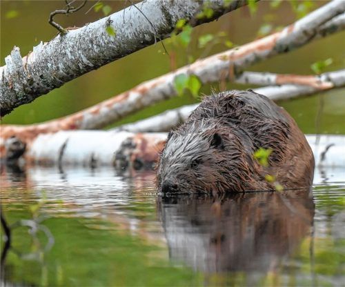 Der Biber in seinem Element: So flink die Tiere im Wasser sind, so lauffaul sind sie an Land. Foto Patrick Pleul/ dpa