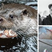 Gedeckter Tisch für Fischotter