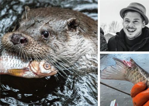 Der Fischotter hat keine natürlichen Feinde und stellt eine große Herausforderung für die heimischen Fischzüchter wie Kevin Pommerenke (rechts oben) dar. Foto dpa/Privat