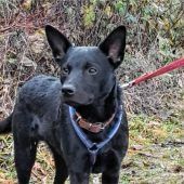 Max sucht ein neues Zuhause