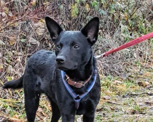 Der Mudi-Labrador-Mischling Max stammt ursprünglich aus Ungarn. Foto re