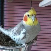 Nymphensittich Lucky sucht neue Bleibe