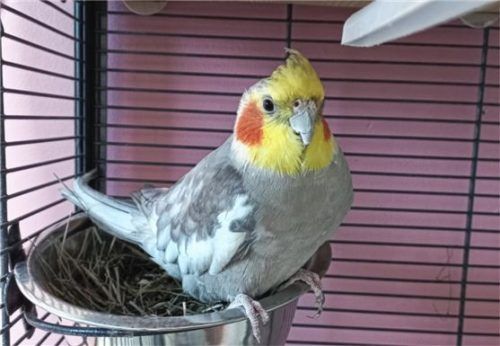 Der Nymphensittich Lucky hätte gerne ein neues warmes Zuhause, möglichst mit einem Weibchen. Foto re