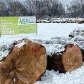 490 Einzelstämme liegen zum Verkauf bereit