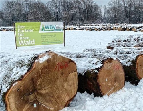 Die Besichtigung der Holzstämme ist ab sofort möglich.Foto re