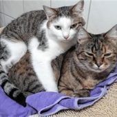 Watson und Whoopi suchen eine Bleibe