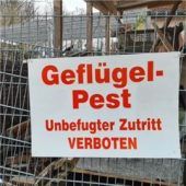 Geflügelpest im Landkreis bestätigt