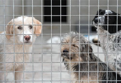 Etwa 20 Hunde warten im Rosenheimer Tierheim momentan auf neue Besitzer. Foto ARCHIV/dpa