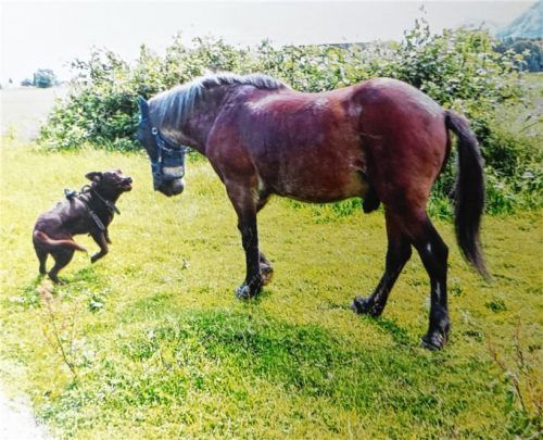 Hunde lieben Duschko. Aber Duschko liebt vor allem sein Gras. Foto Kramer